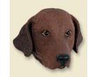 Chesapeake Bay Retriever Doogie Head