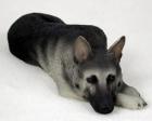 German Shepherd Figurine, Black and Silver (MyDog)