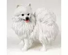 American Eskimo Figurine (Miniature)