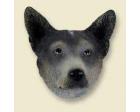 Australian Cattle Dog Doogie Head, Blue