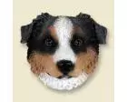 Australian Shepherd Doogie Head, Blue