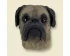Boxer Doogie Head, Tawny Uncropped