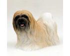 Lhasa Apso Figurine, Brown