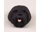 Lhasa Apso Doogie Head, Black Puppycut
