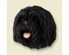 Lhasa Apso Doogie Head, Black