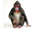 Mandrill Figurine