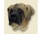 Mastiff Doogie Head