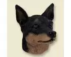 Miniature Pinscher Doogie Head, Black and Tan