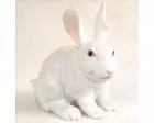 Rabbit White Figurine