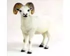 Sheep Dall Figurine