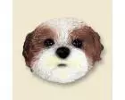 Shih Tzu Doogie Head, Tan Puppycut