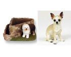 Chihuahua, White and Tan Triangle Planter