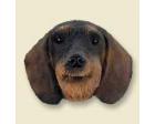 Dachshund Doogie Head, Wirehaired