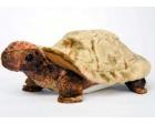 Tortoise Plush Stuffed Turtle (Speedy) 11 Inches by Douglas