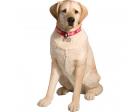 Labrador Retriever Yellow Figurine Sculpture Life Size Sandicast