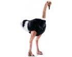 Ostrich (Male) Plush Stuffed Bird 31 Inches by Hansa