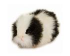 Guinea Pig Plush Stuffed 8 Inches Long Black & White by Hansa