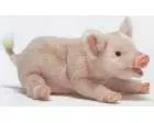 Pig (Penelope) Plush 11 Inches Long Laying on Belly by Hansa