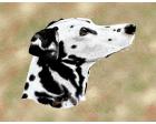 Dalmatian Lap Square Throw Blanket (Woven)