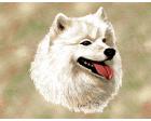 Samoyed Lap Square Throw Blanket (Woven)