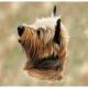 Cairn Terrier Lap Square Throw Blanket (Woven)