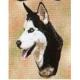 Siberian Husky Lap Square Throw Blanket (Woven)