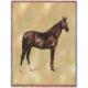 Anglo Arabian Horse Lap Square Throw Blanket (Woven)