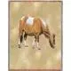 Shetland Pony Lap Square Throw Blanket (Woven) Horse