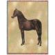 Morgan Horse Lap Square Throw Blanket (Woven) II
