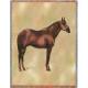 Quarter Horse Lap Square Throw Blanket (Woven) II