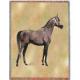 Arabian Horse Endurance Lap Square Throw Blanket (Woven)