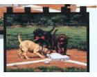 Stealing Second Wall Hanging (Woven/Tapestry) Labrador Retriever