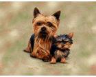 Yorkshire Terrier Lap Square Throw Blanket (Woven) Yorkie and Pu