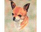 Chihuahua Lap Square Throw Blanket (Woven)