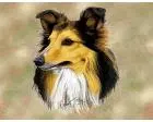 Shetland Sheepdog Lap Square Throw Blanket (Woven) Sheltie
