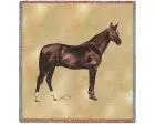 Anglo Arabian Horse Lap Square Throw Blanket (Woven)