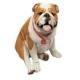 Bulldog Fawn Figurine Sculpture Life Size by Sandicast