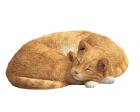 Cat Orange Figurine Sculpture Life Size by Sandicast