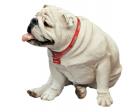 Bulldog White Figurine Sculpture Life Size by Sandicast