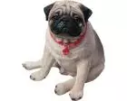 Pug Fawn Figurine Sculpture Life Size by Sandicast