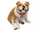 Bulldog Fawn Figurine Sculpture Life Size by Sandicast Bulldog Fawn Figurine Sculpture Life Size by Sandicast