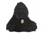 Gorilla Plush Stuffed 11 inch Rainforest Animal Miyoni by Aurora Gorilla Plush Stuffed 11 inch Rainforest Animal Miyoni by Aurora