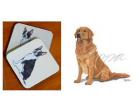 Golden Retriever Coasters (Sitting)