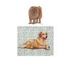 Chow Chow Glass Cutting Board