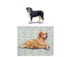 Greater Swiss Mountain Dog Glass Cutting Board