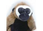 Gibbon