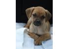 Puggle