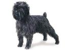 Affenpinscher