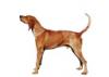 American English Coonhound