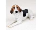 American Foxhound